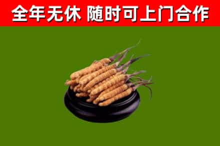 红古区回收散虫草